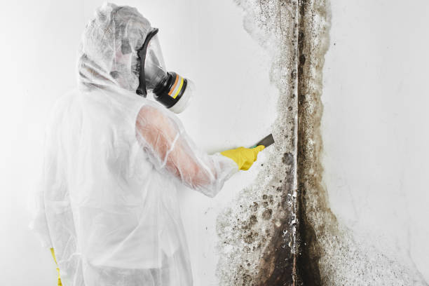 Best Mold Testing  in Fredonia, WI