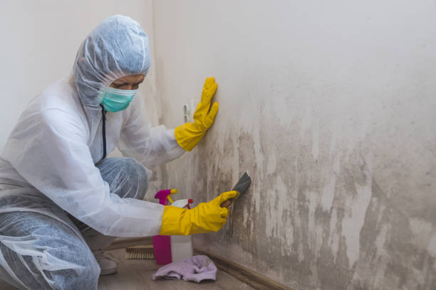 Best Toxic Mold Removal  in Fredonia, WI