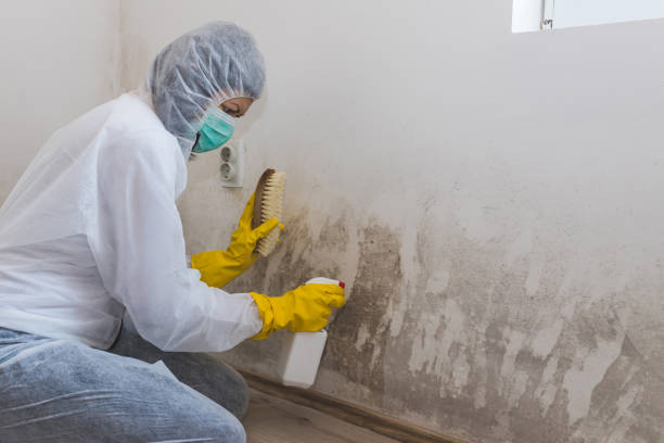 Best Certified Mold Removal  in Fredonia, WI