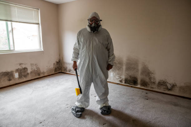 Best Mold Removal Company Near Me  in Fredonia, WI