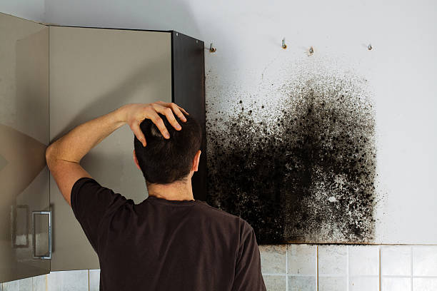 Best Local Mold Removal Service  in Fredonia, WI