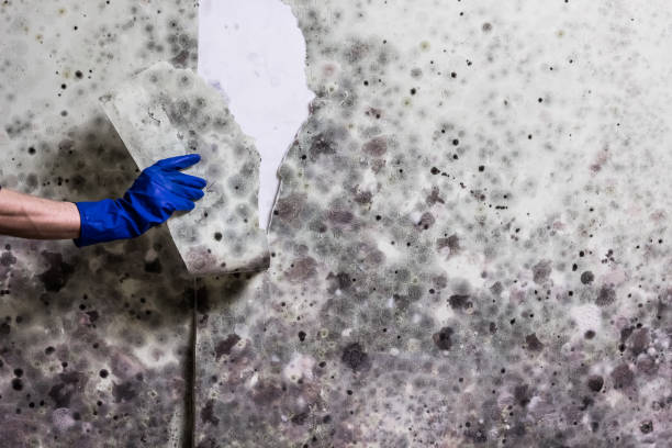 Best Office Mold Removal Services  in Fredonia, WI