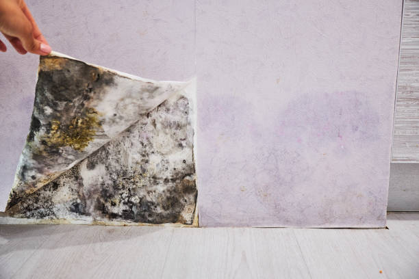 Best Home Mold Removal  in Fredonia, WI